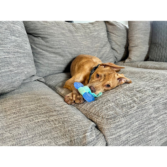 Puppy Chew Freezer Dog Toy Bacon Small - up to 25 Ibs. (1 Count)