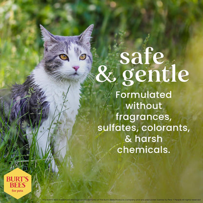 Hypoallergenic Cat Shampoo with Shea Butter and Honey - a Gentle Kitten Shampoo for Indoor Cats with Dry & Itchy Skin, Sensitive Skin, Cat Bathing Supplies, 10 Fl Oz