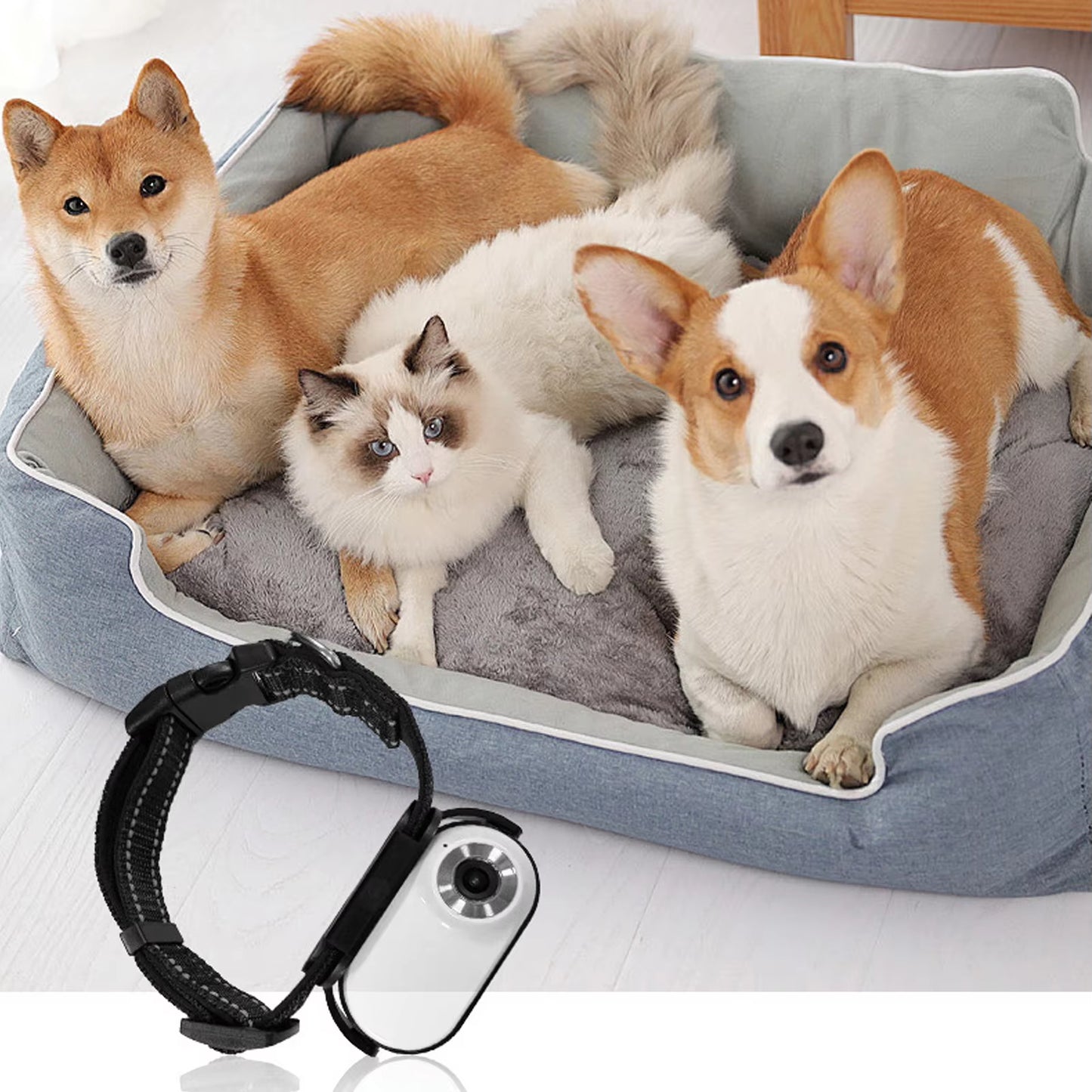 Pet Collar Camera 120 Deg Lens OTG Connection Video Recording Adjustable Magnetic Cat Sport Camera for Outdoor Dog Collar Camera